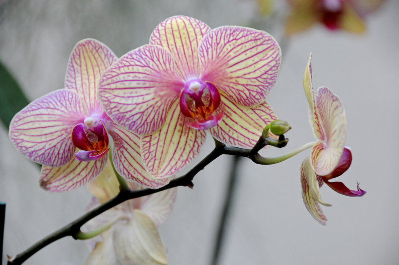 Orchids at US Botanic Garden