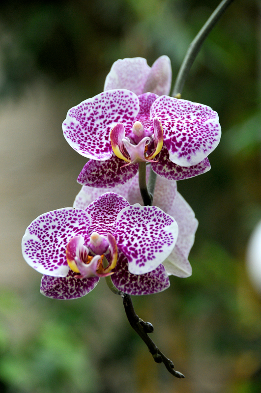 Orchids at US Botanic Garden