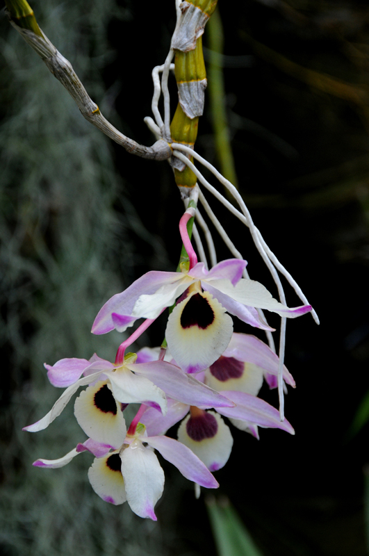 Orchids at US Botanic Garden