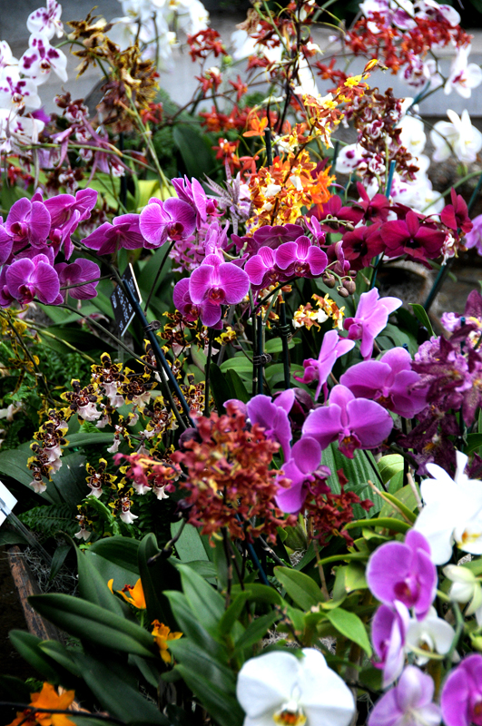 Orchids at US Botanic Garden