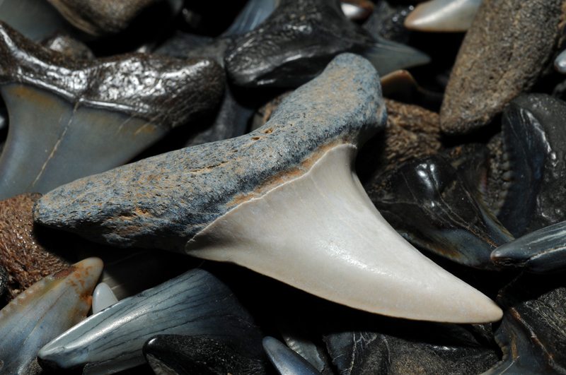 Miocene period shark's teeth from Calvert Cliffs, Maryland