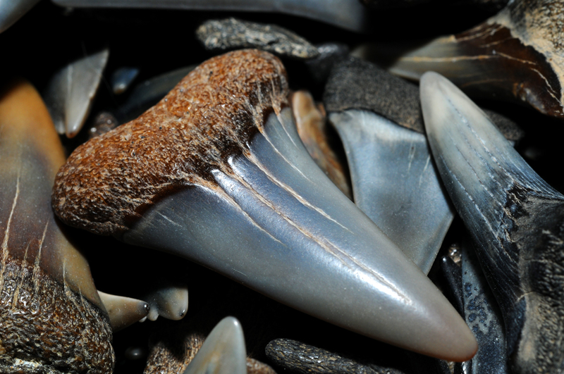 Miocene period shark's teeth from Calvert Cliffs, Maryland