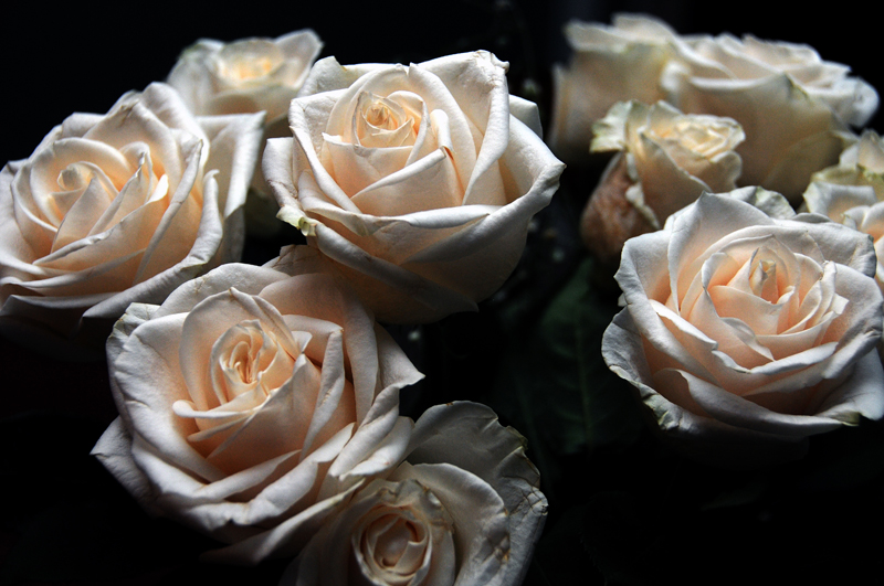 White Roses