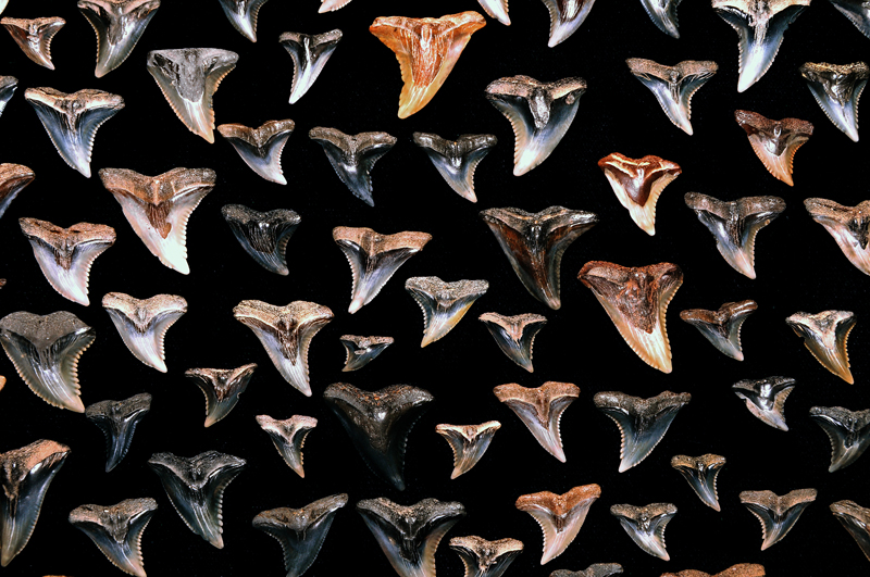 Miocene period Snaggletooth (Hemipristis) shark's teeth from Calvert Cliffs, Maryland