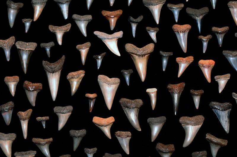 Miocene period Mako shark's teeth from Calvert Cliffs, Maryland