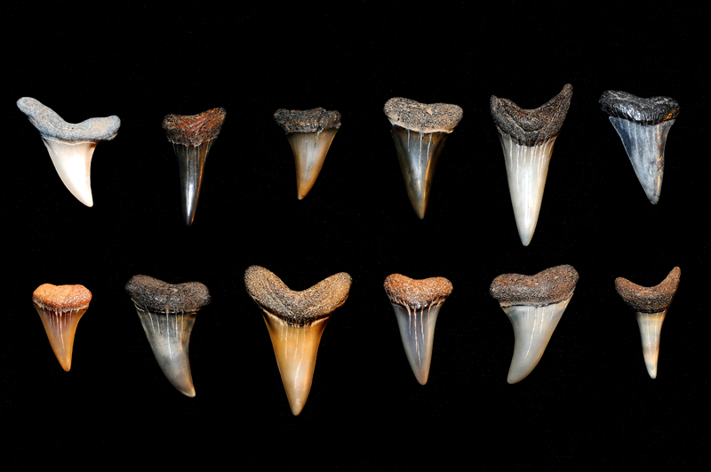 Miocene period Mako shark's teeth from Calvert Cliffs, Maryland
