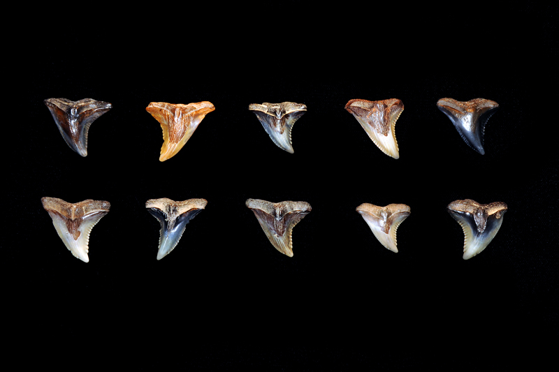 Miocene period Snaggletooth (Hemipristis) sharks teeth from Calvert Cliffs, Maryland