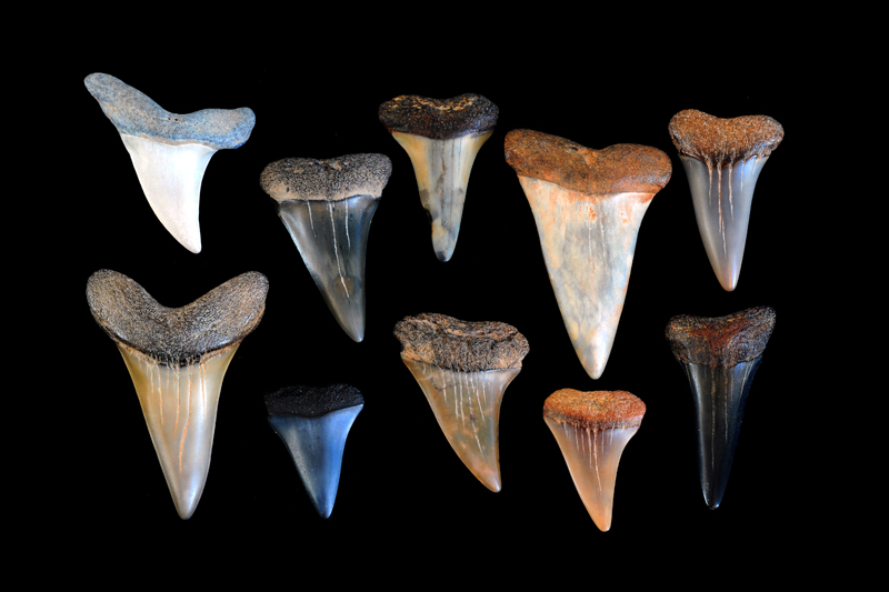 Miocene period Mako shark's teeth from Calvert Cliffs, Maryland