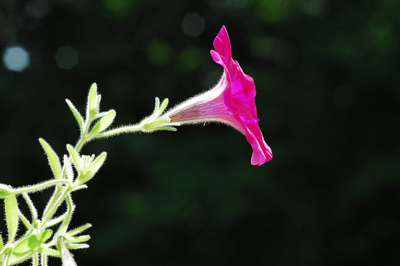 Petunia