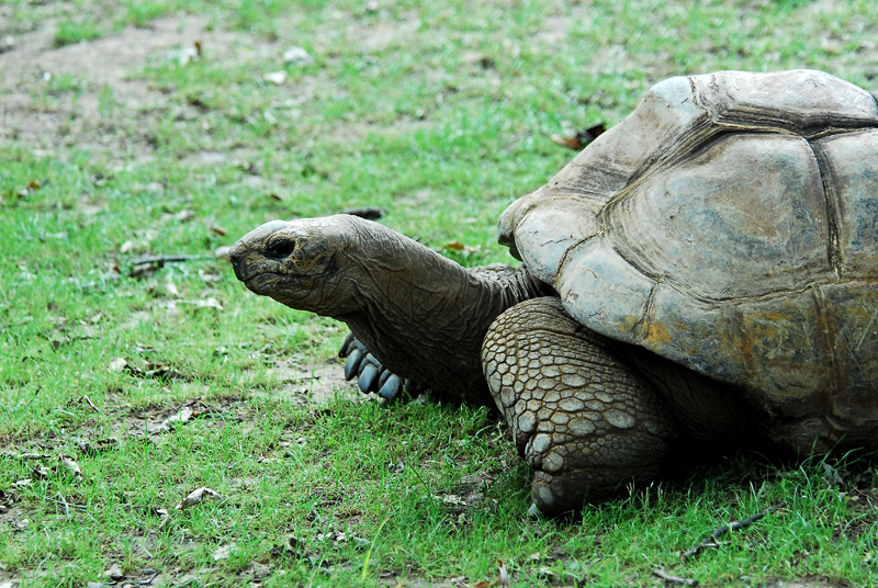 Tortise