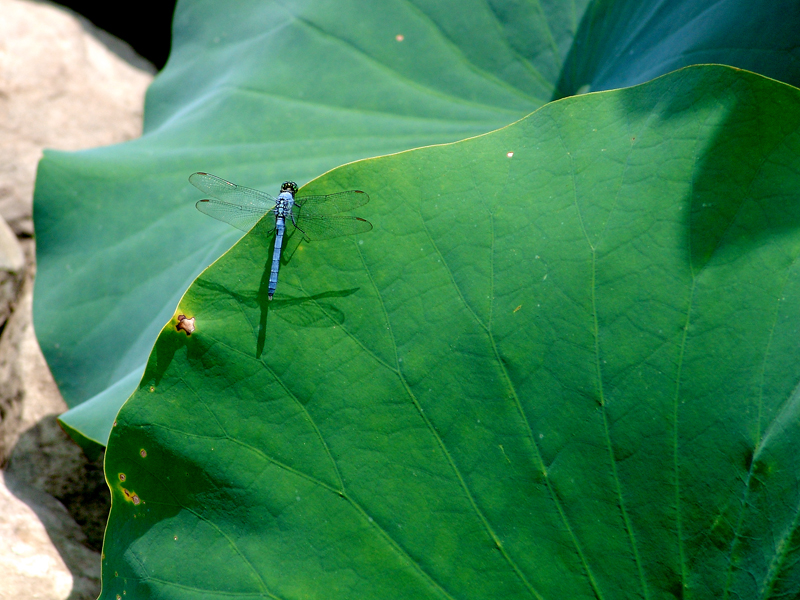 Lotus leaf with Dragonfly - Southern Maryland