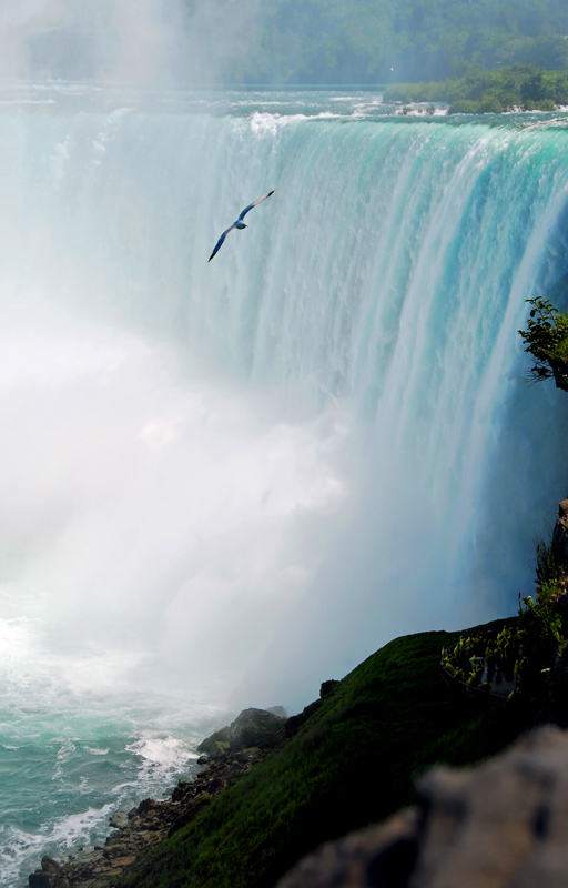 Niagara Falls Horseshoe falls Northeast top with seagull in the morning