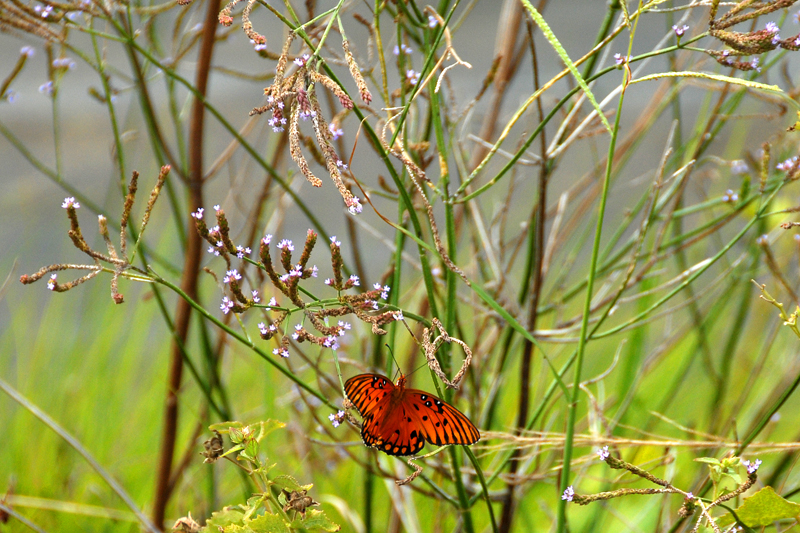 Gulf Fritillary South Carolina