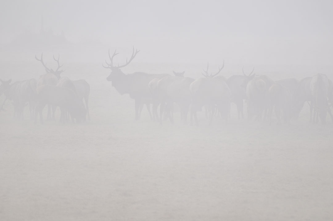 Elk in the Fog