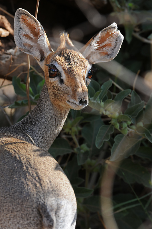 Dik Dik