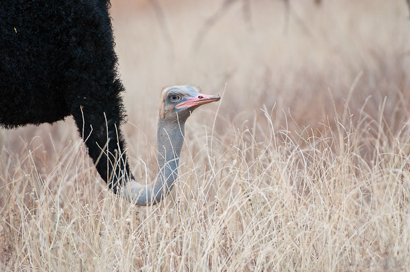 Somali ostrich