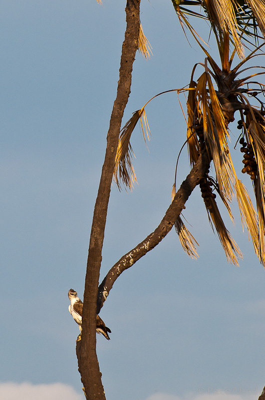 Eagle and palm