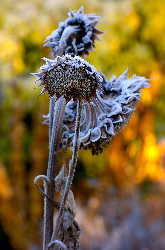 Frosty Sunflowers