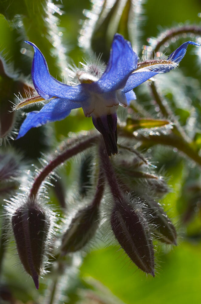 Backlit Borage