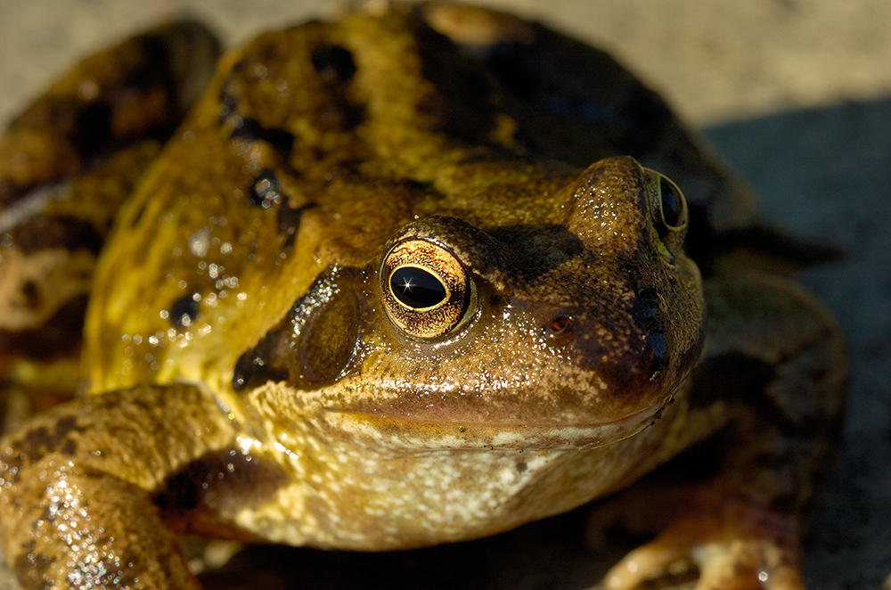 Sun Burst Toad