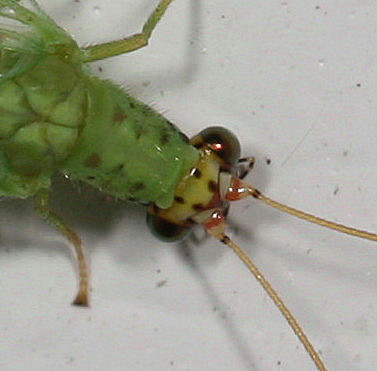 Chrysopa oculata