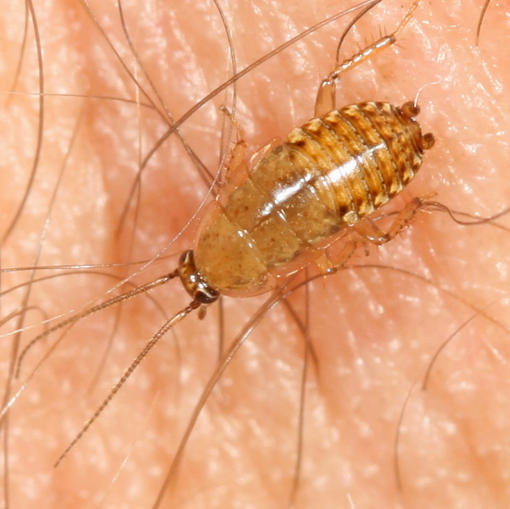 Genus Ectobius nymph