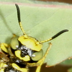 Genus Philanthus