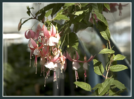 fuchsias