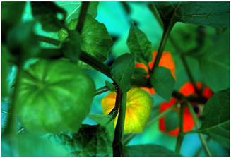 amour en cage - Chinese lantern