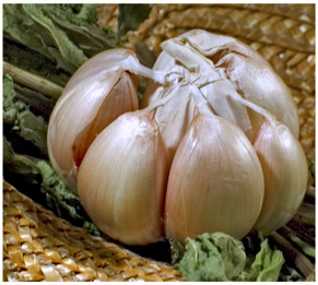 garlic - ail