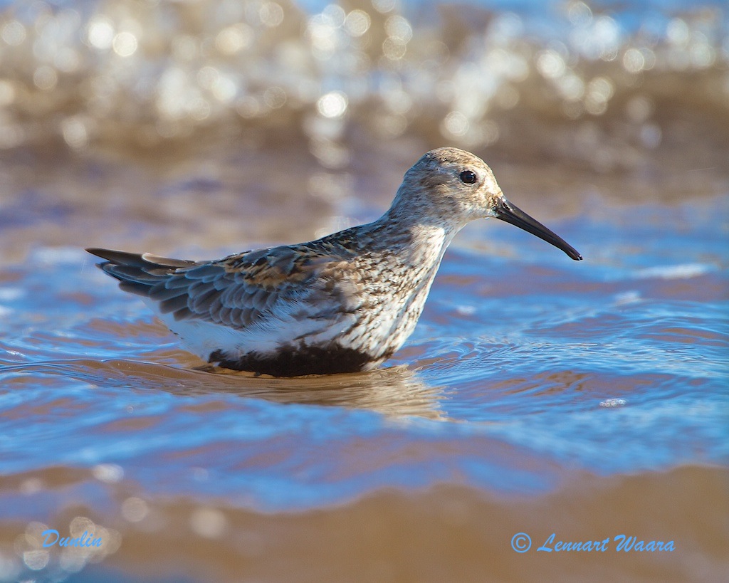 Dunlin/Krrsnppa