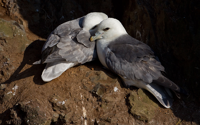 Noordse Stormvogel; Fulmar