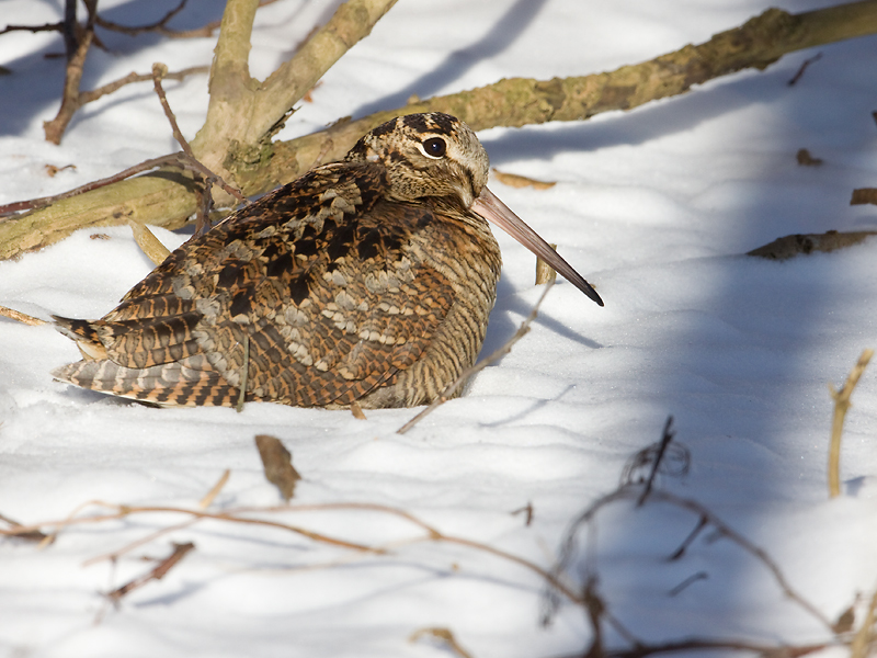 Houtsnip; Woodcock