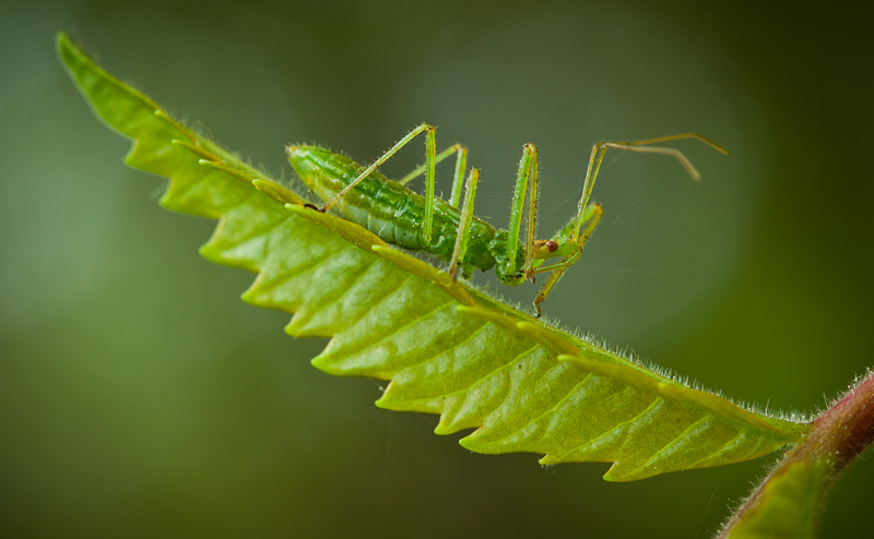 Linsecte vert !