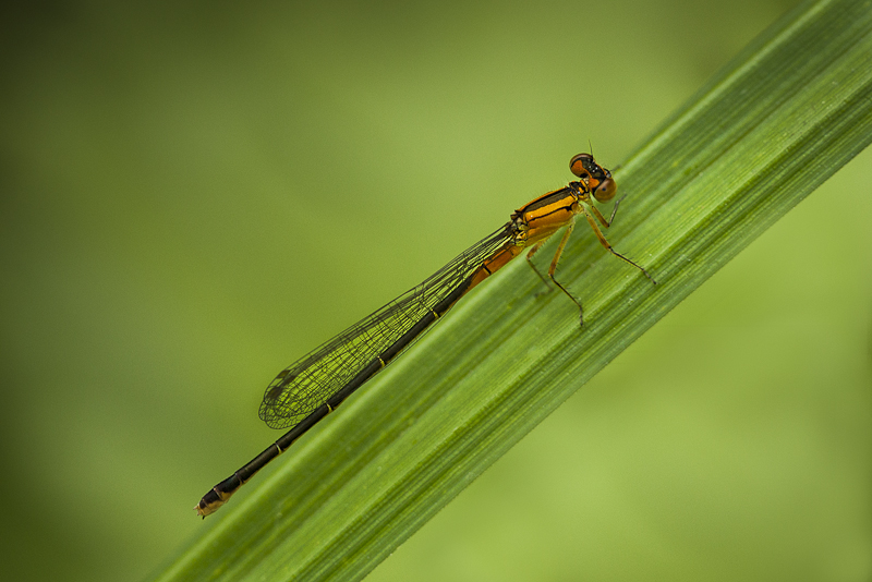  Ischnura verticalis