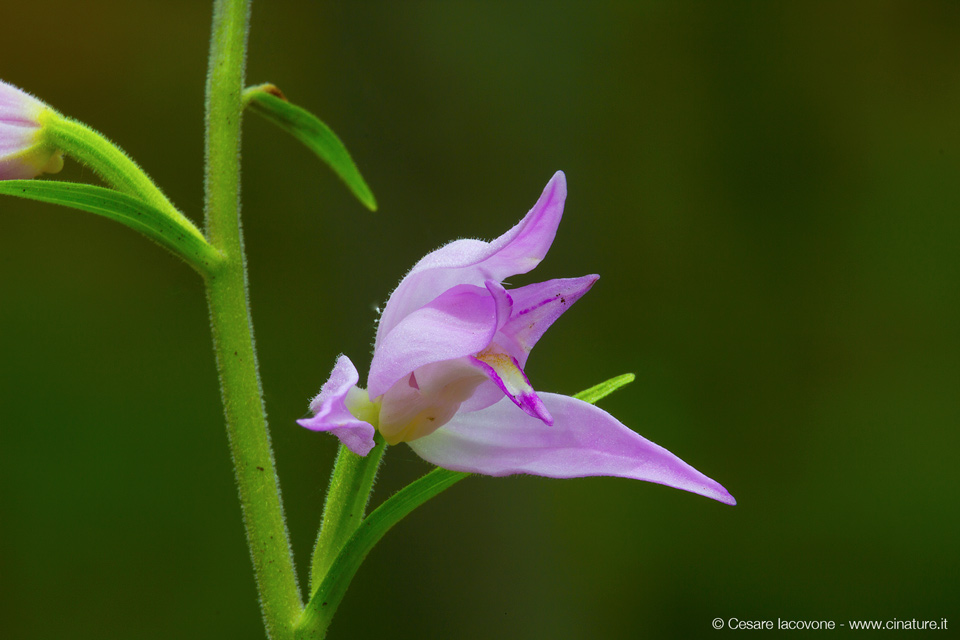 Cephalanthera rubra