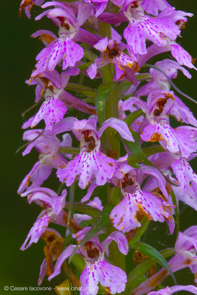 Dactylorhiza maculata