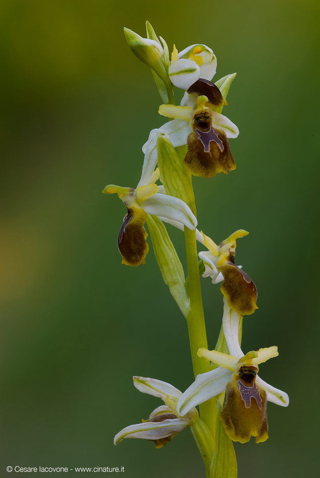 Ophrys exaltata archipelagi
