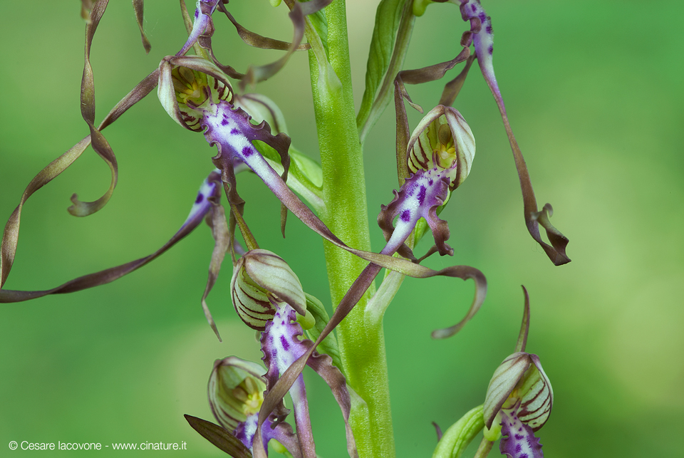 Himantoglossum adriaticum