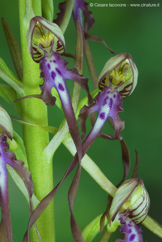 Himantoglossum adriaticum