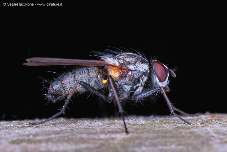 fly.jpg