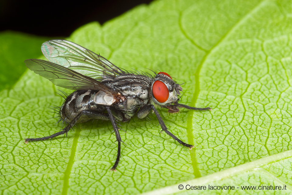 mosca.jpg