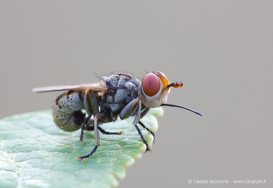long tongue - Zodion cinereum (male), 