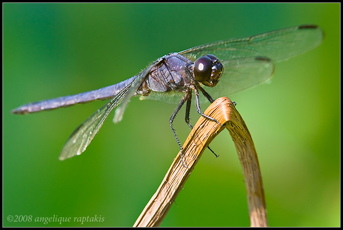 Slaty Skimmer Black Dragonfly (Libellula incesta)