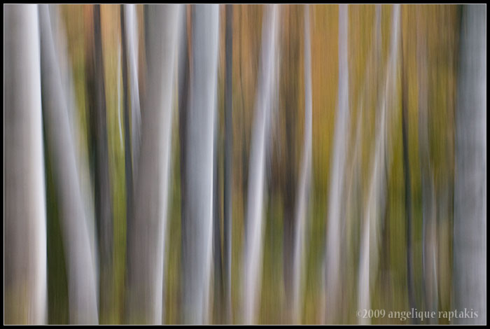 _ADR5785 birch swipe wf.jpg