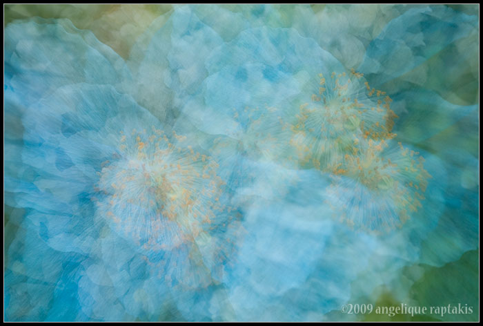 blue poppies