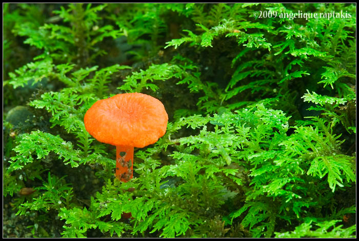 _ADR9698 orange mycena wf.jpg