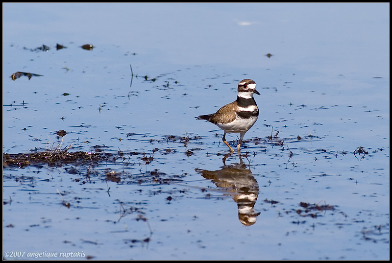 Killdeer