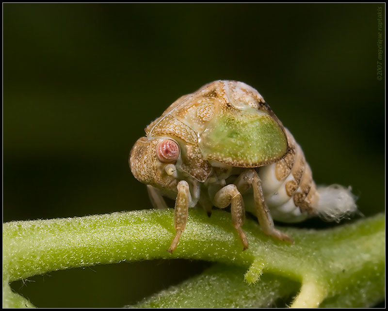 _MG_5148 bug cHwf.jpg