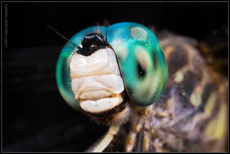 _MG_5163 dragonfly 2wf.jpg